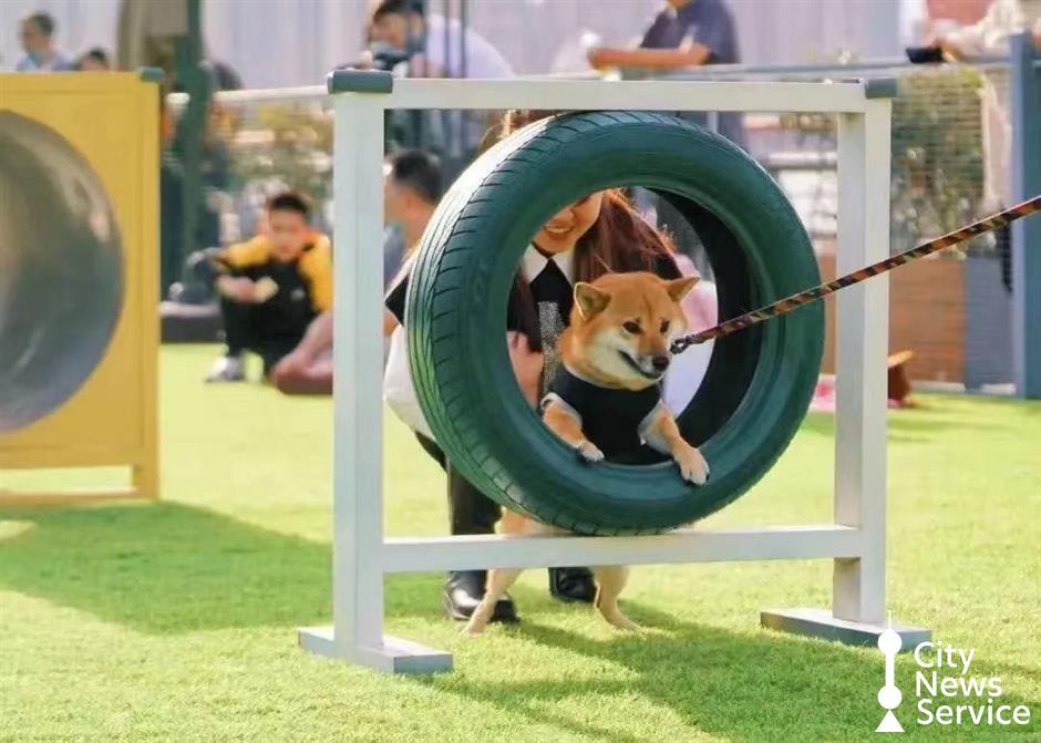 上海のペットと泊まれる公園や施設を探そう