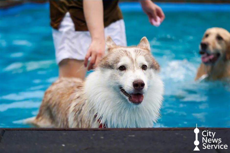 上海のペットと泊まれる公園や施設をご紹介