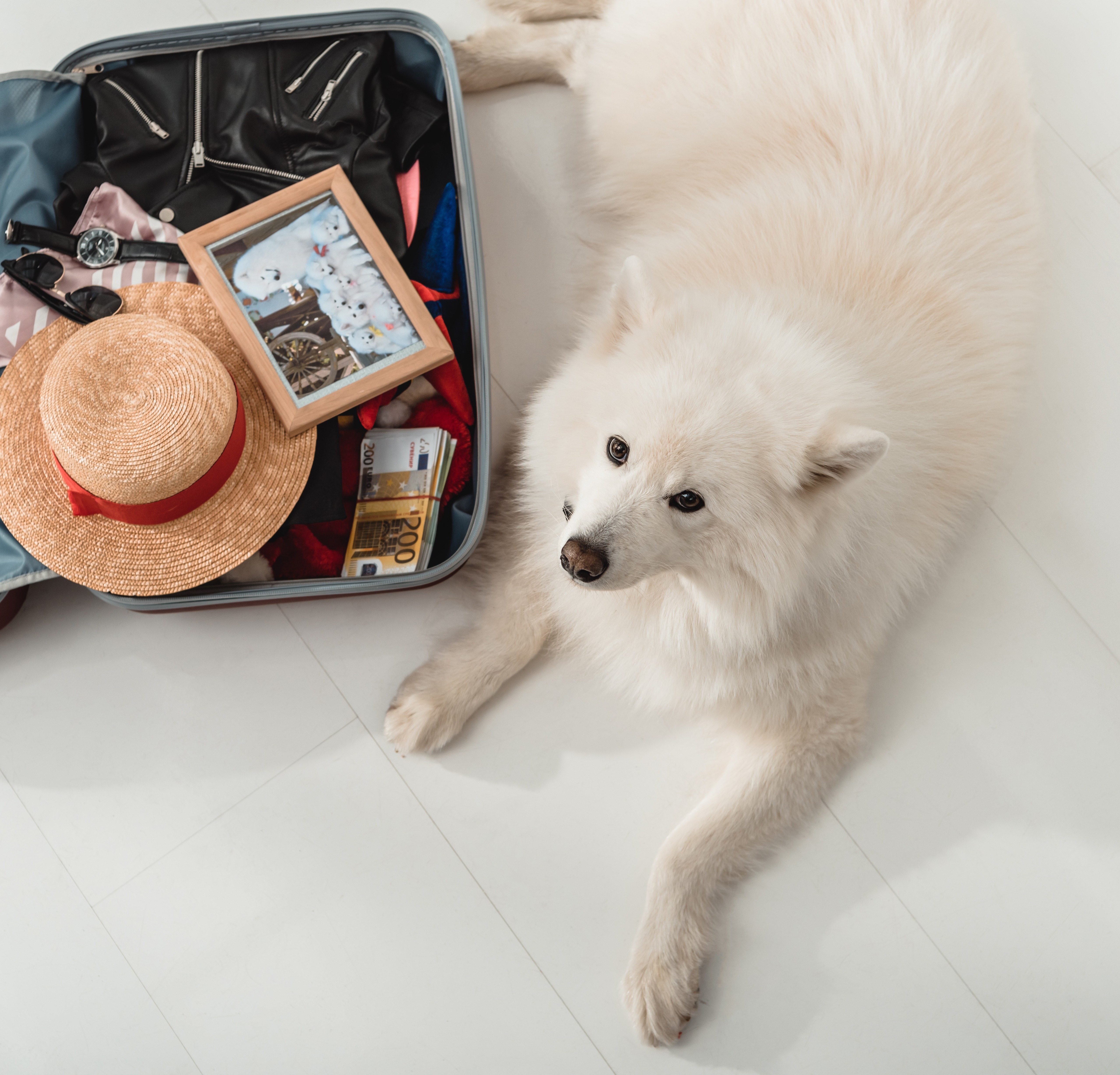 Animal Quarantine Certificate: Pet travel made easy