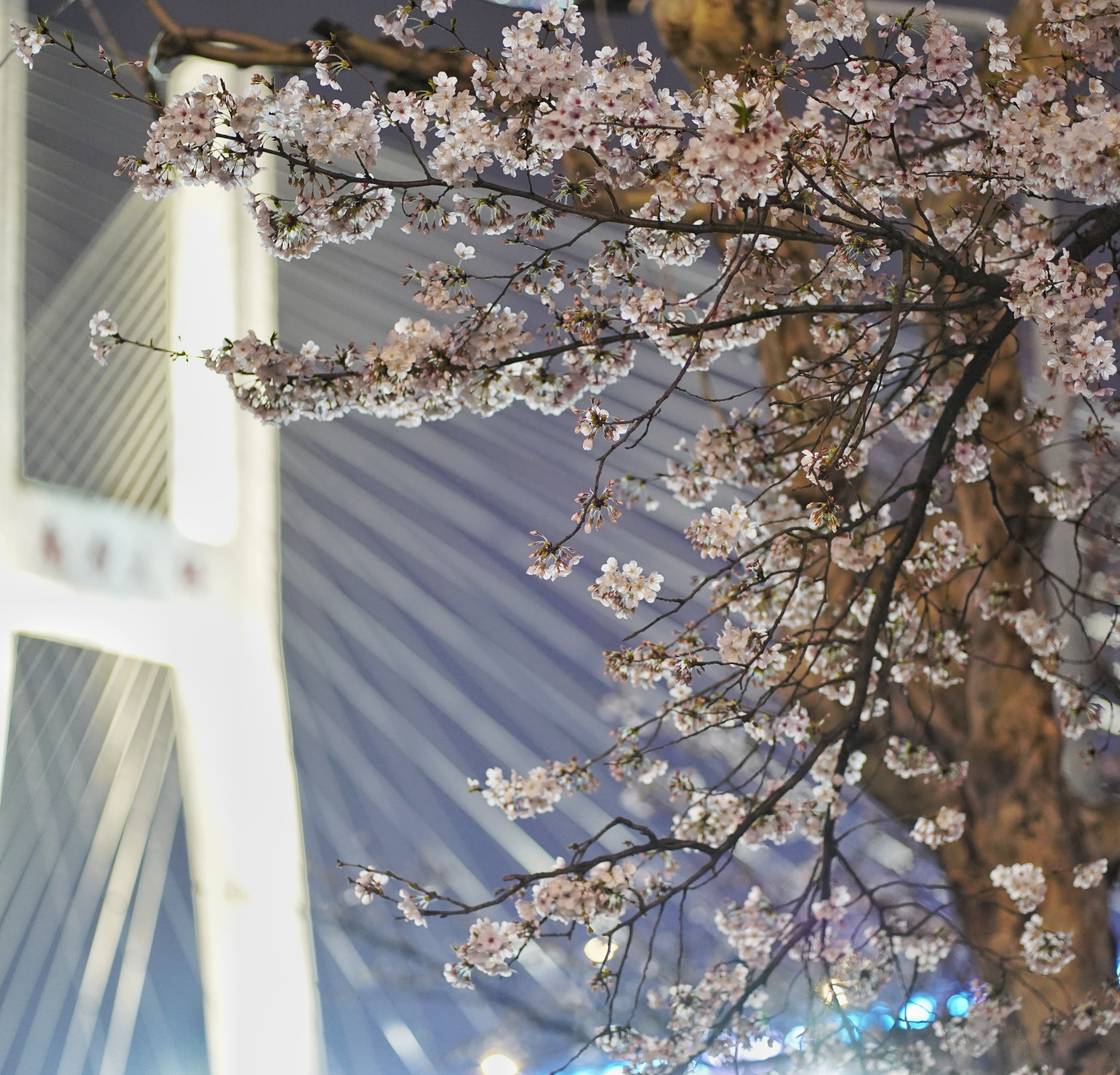 [Hai Lights] Top 10 Places to Enjoy Cherry Blossoms in Shanghai